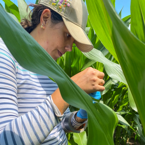 Farmer inspects corn field
