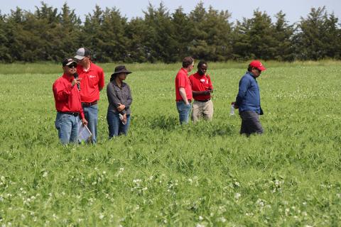 Researchers walk through pea field
