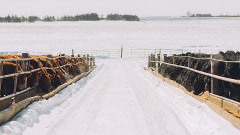 Cattle at feed troughs
