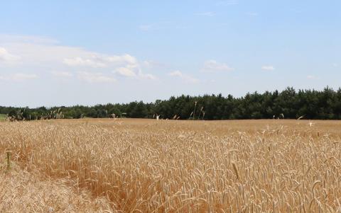 Millet field