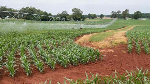 Corn field under center pivot