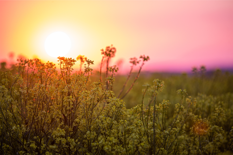 Alfalfa in sunset