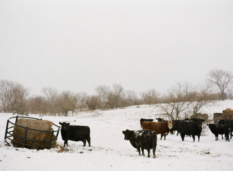 Cattle eating hay during winter