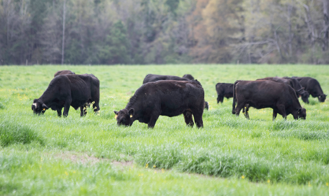 Cattle grazing ryegrass