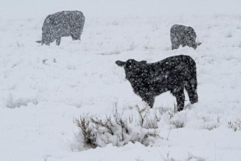 Cattle in snowstorm