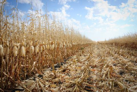 Corn field at harvest