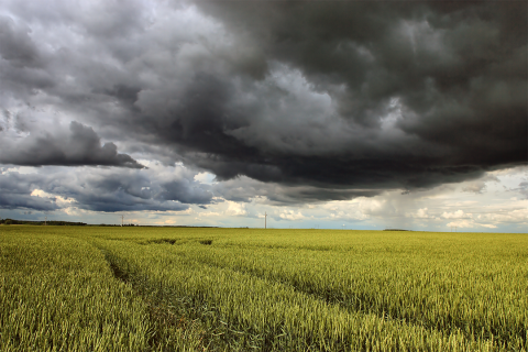 Rainstorm over cornfield
