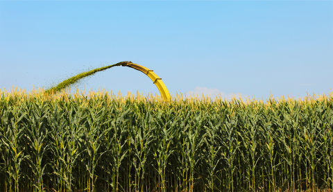 Corn silage harvesting