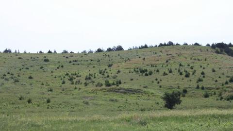 Eastern redcedar in grasslands