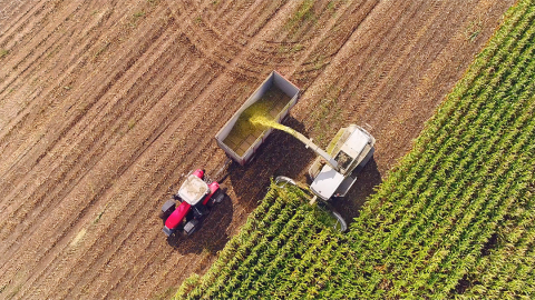 Combine harvesting corn with grain truck