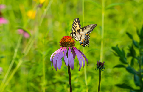 Butterfly pollinating coneflower