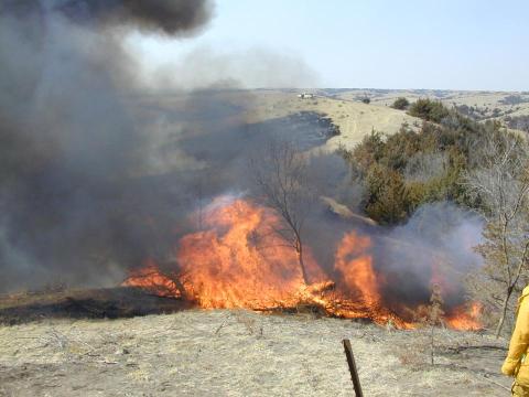 Controlled burn of red cedar trees