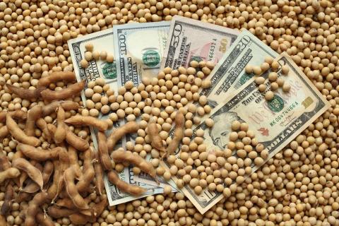 Cash in soybeans