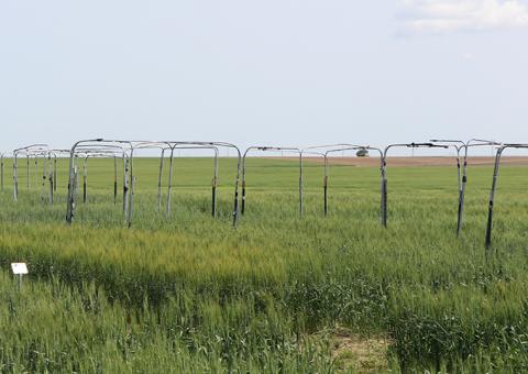 Sawfly traps in field