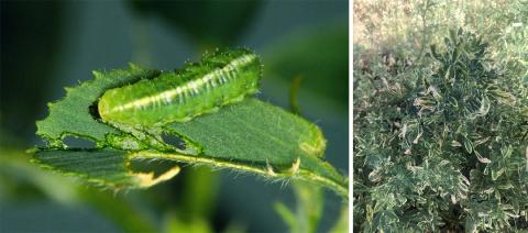 Alfalfa weevil larvae and plant damage on alfalfa