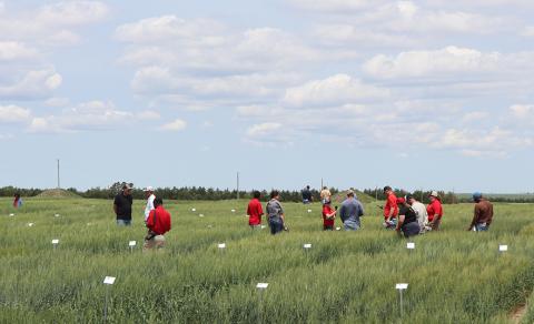 People standing in wheat field