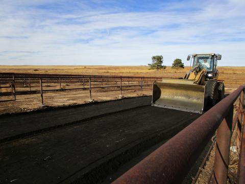 Tractor spreading black coal char in cattle pen