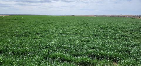 Green wheat field in Nebraska