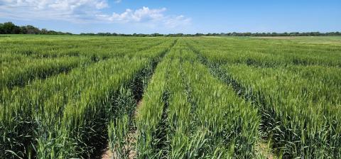 Green wheat field in Nebraska
