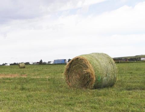 Hay bale sits in field