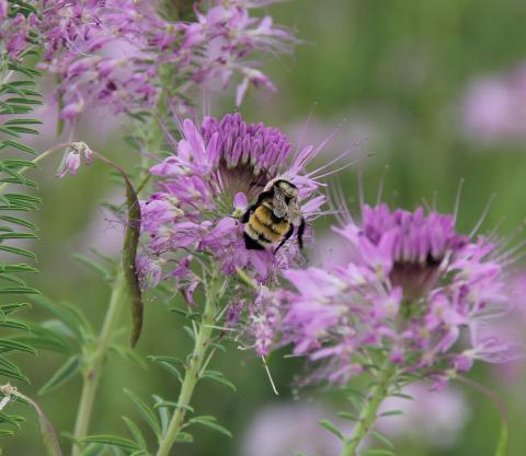 Bee sitting on a purple flower