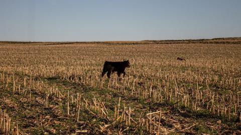 Cattle in corn stubble