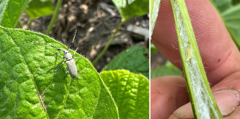 Photo collage of insect on plant leaf and hand holding bisected plant stem