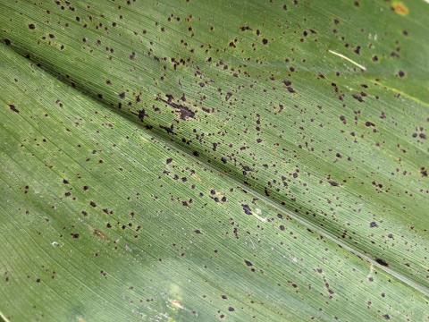 Closeup of black spots on corn leaf