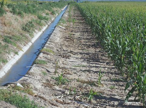 Concrete ditch filled with water and siphon tubes near field