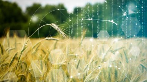 Wheat field