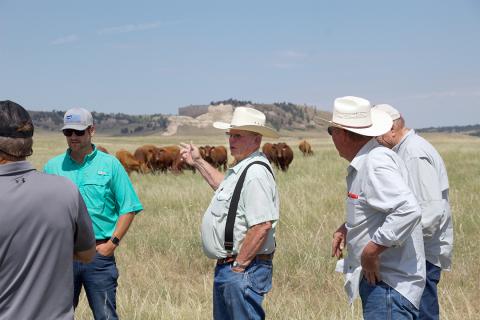 Men stand in pasture near cattle