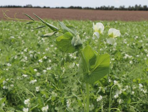 Closeup of field pea plant