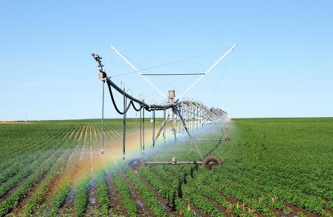 Center pivot watering bean field