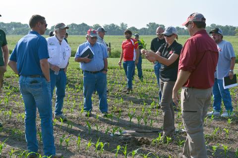 People stand in field observing woman holding corn plant