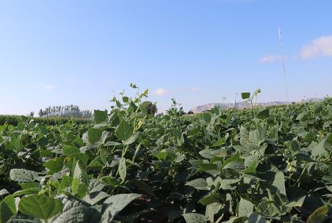 Dry bean field