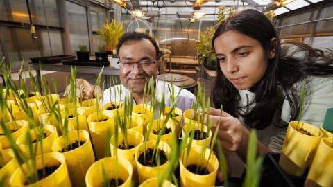 Man and woman look at seedlings in containers