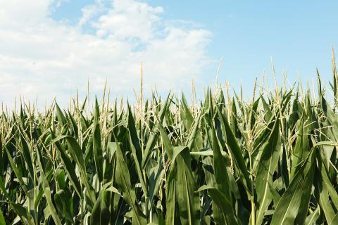 Corn field