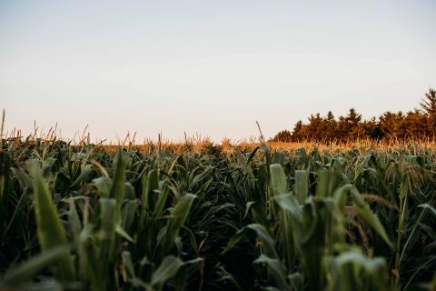 Field of tassel corn