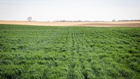 Field of cover crops