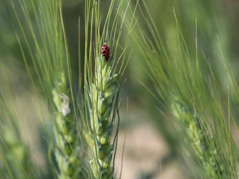 Ladybug rests on wheat head