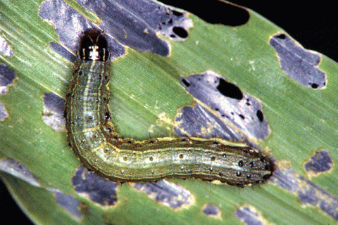 Fall armyworm on damaged leaf