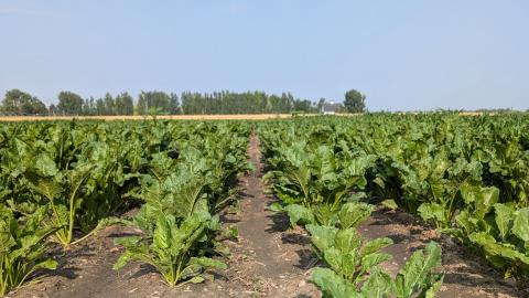 Field of health sugarbeet plants