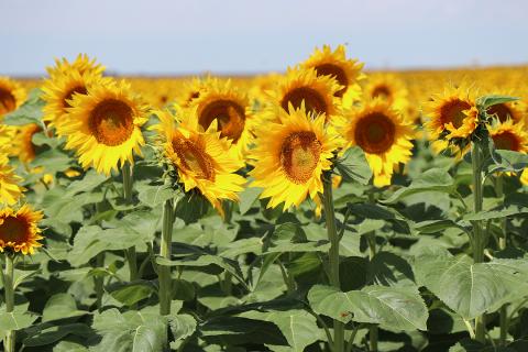 Sunflower field in full bloom