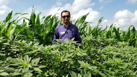 Man standing in field of corn and weeds