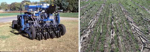 Planter with narrow seeder alongside narrow seeded wheat field