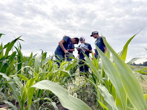 Man examines corn plants with three youths in field