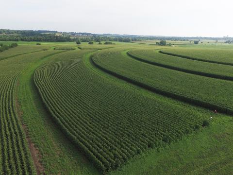 Prairie strip plants growing between corn rows