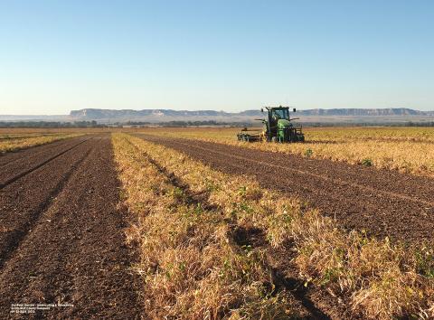 Man operates combine in dry bean field