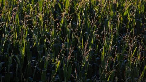 Tasseling corn field