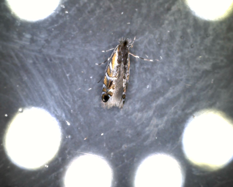 Soybean tentiform leafminer under examination light